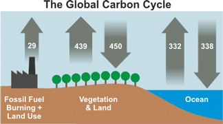 Carbon cycle diagram