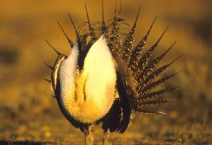 Sage grouse