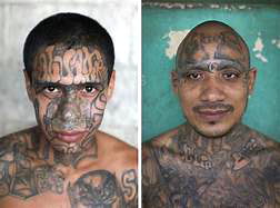 MS-13 specimens