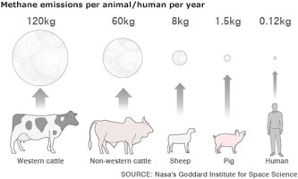 Cows and methane